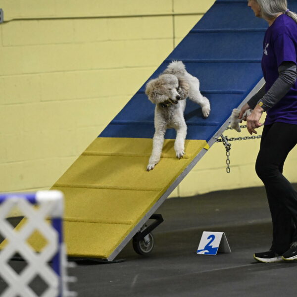 Papango-Bieber-12093