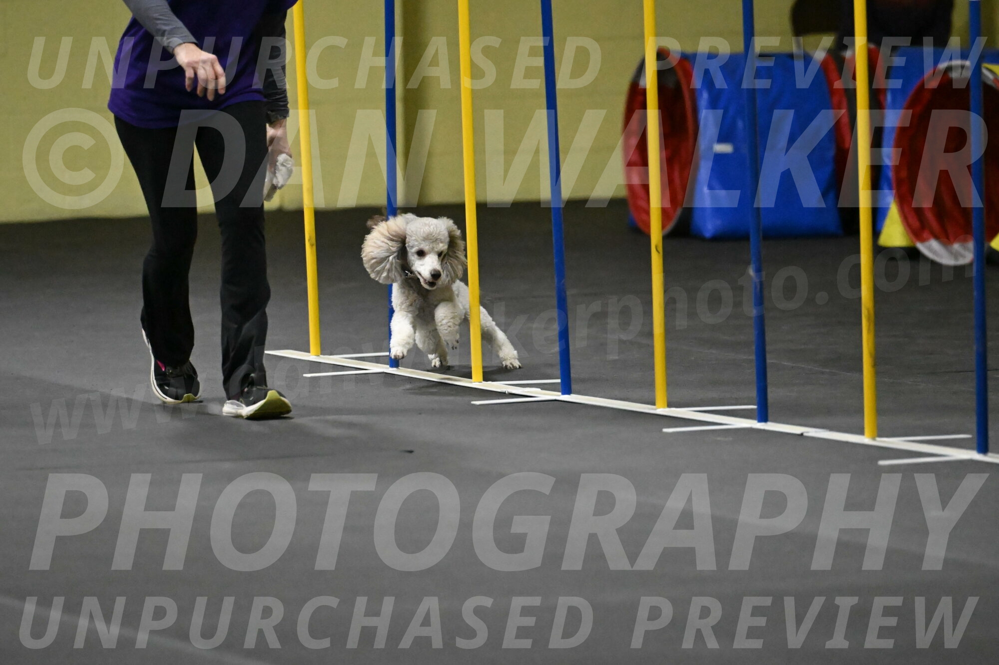 Papango-Bieber-12102