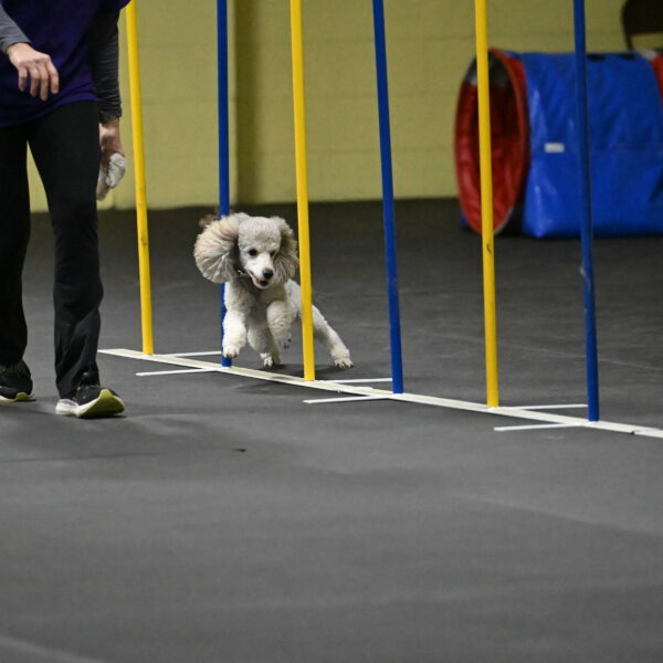 Papango-Bieber-12102