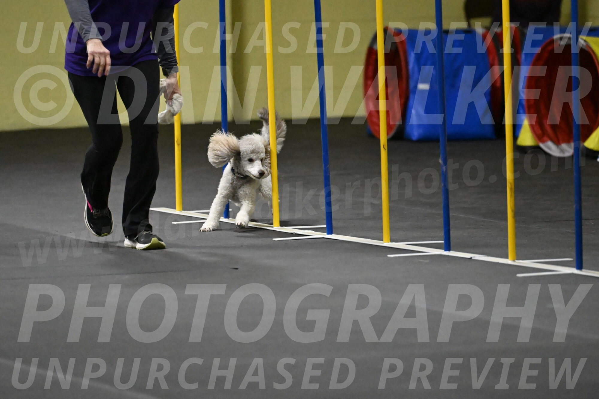 Papango-Bieber-12103