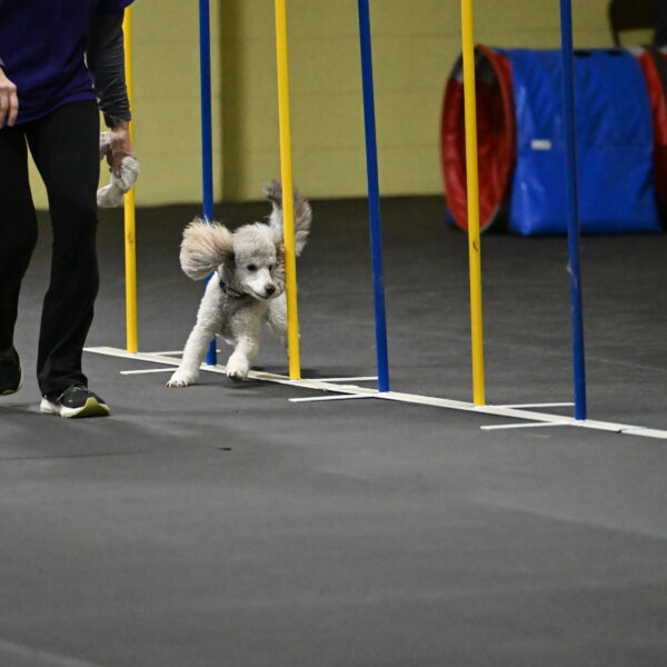 Papango-Bieber-12103