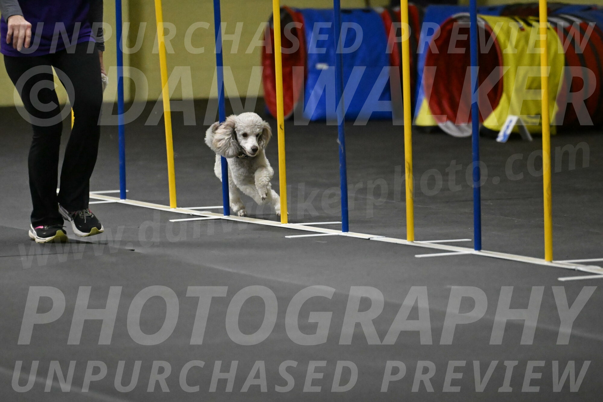 Papango-Bieber-12107