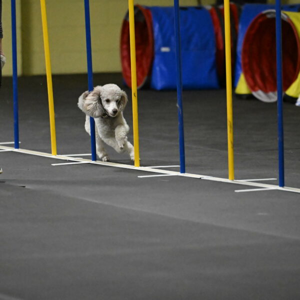 Papango-Bieber-12107