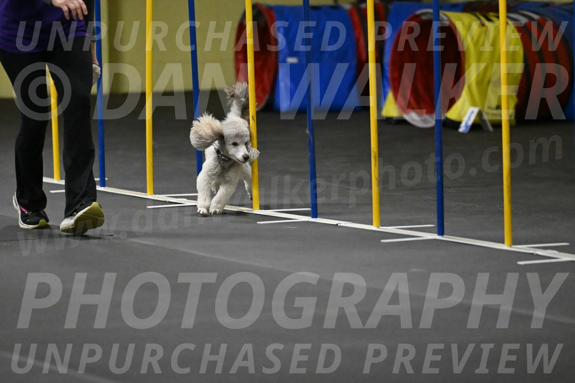 Papango-Bieber-12108