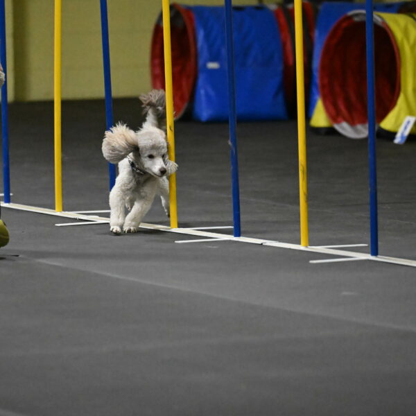 Papango-Bieber-12108