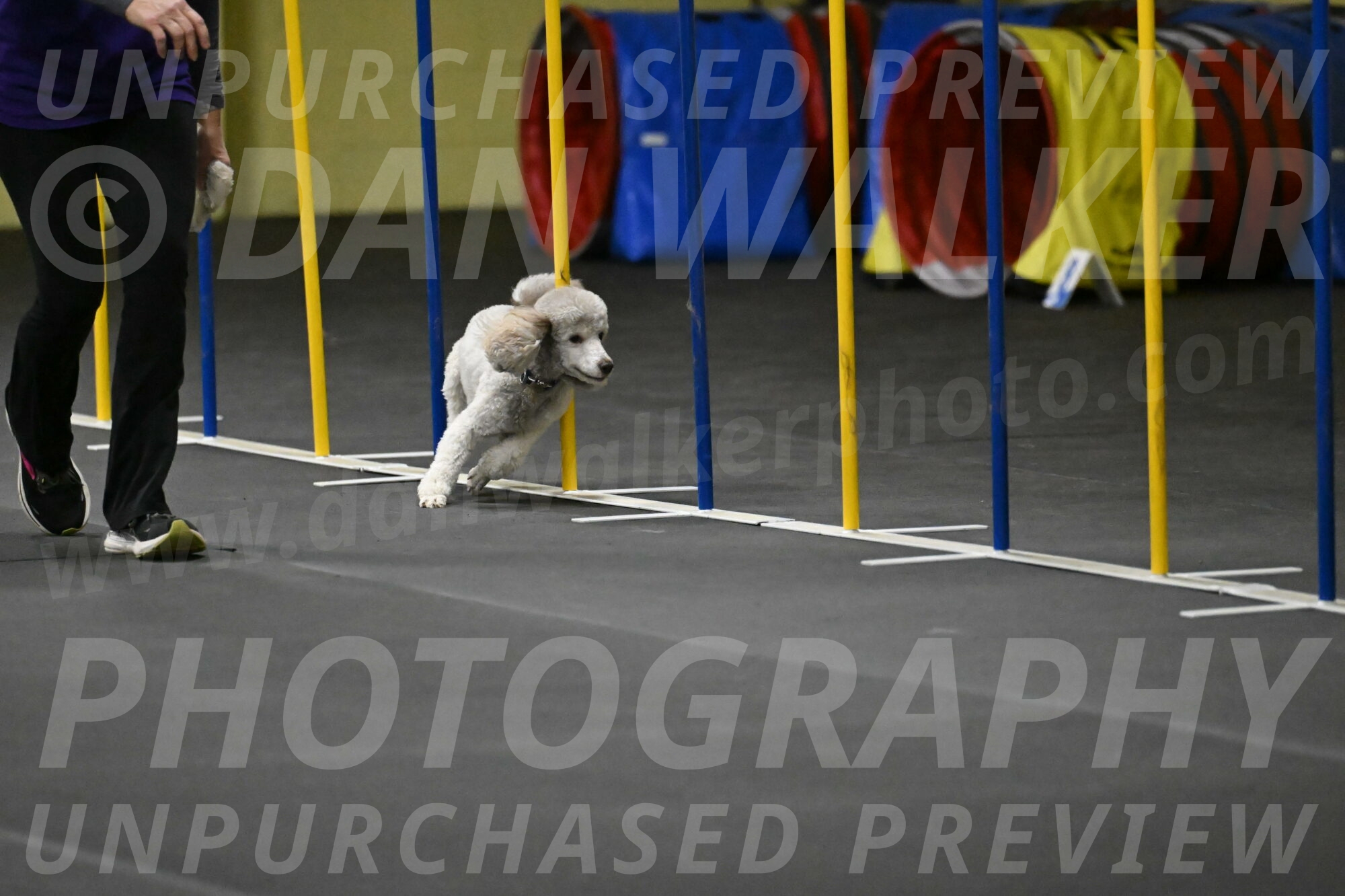 Papango-Bieber-12109