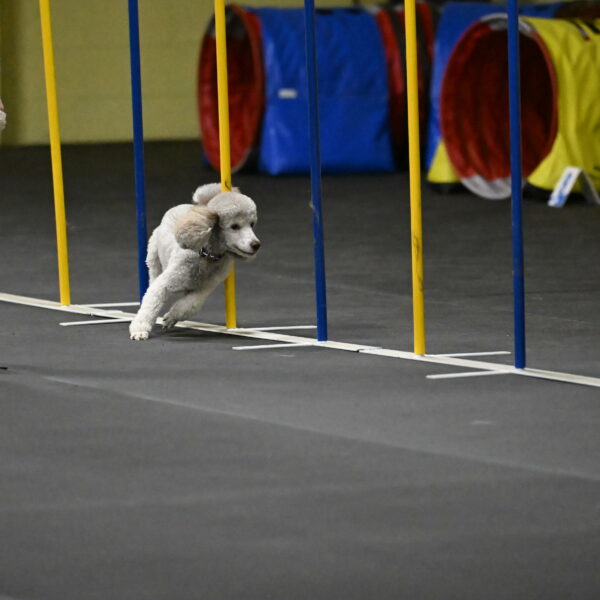 Papango-Bieber-12109