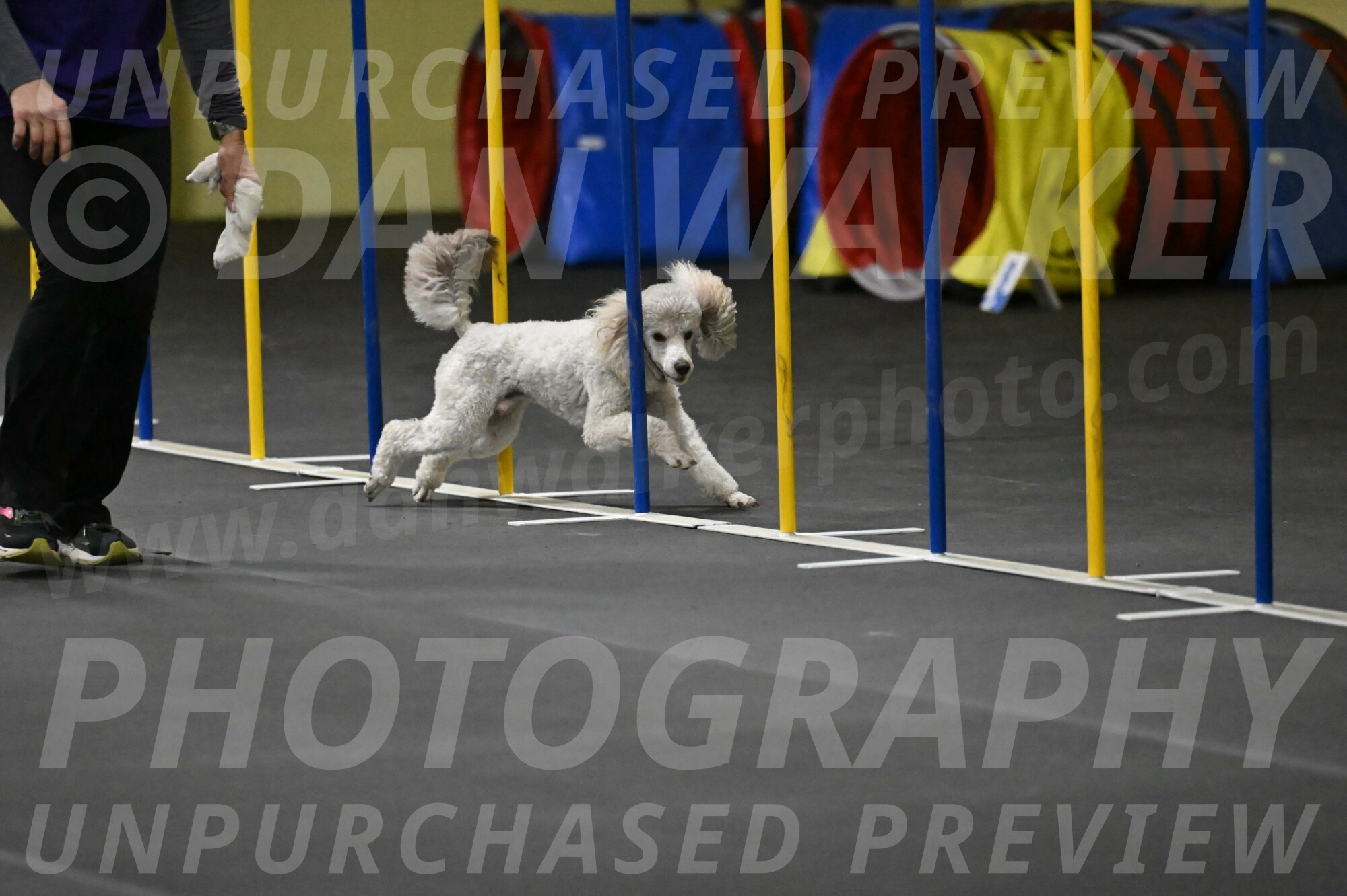 Papango-Bieber-12111