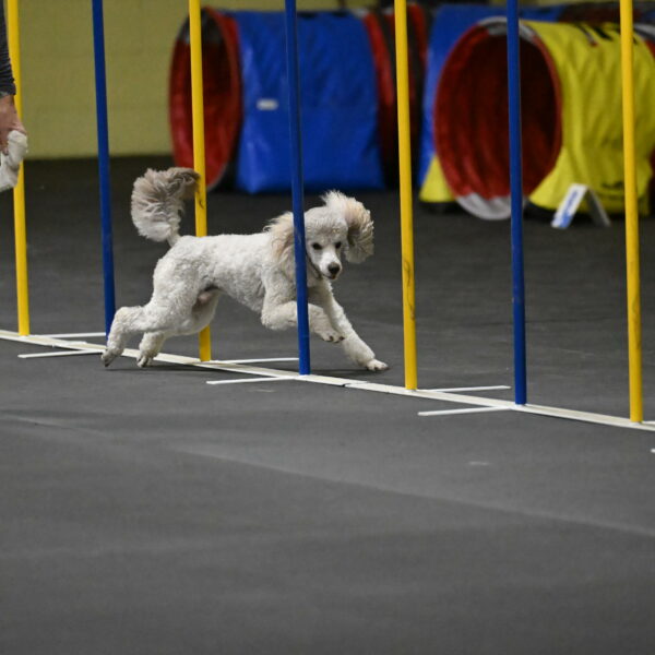 Papango-Bieber-12111