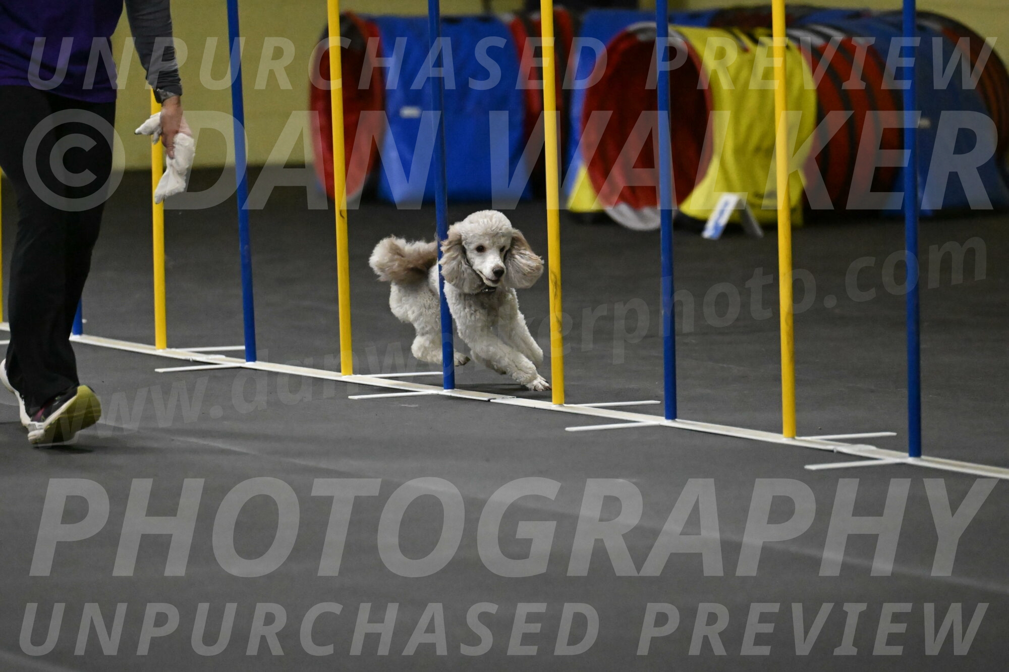 Papango-Bieber-12112