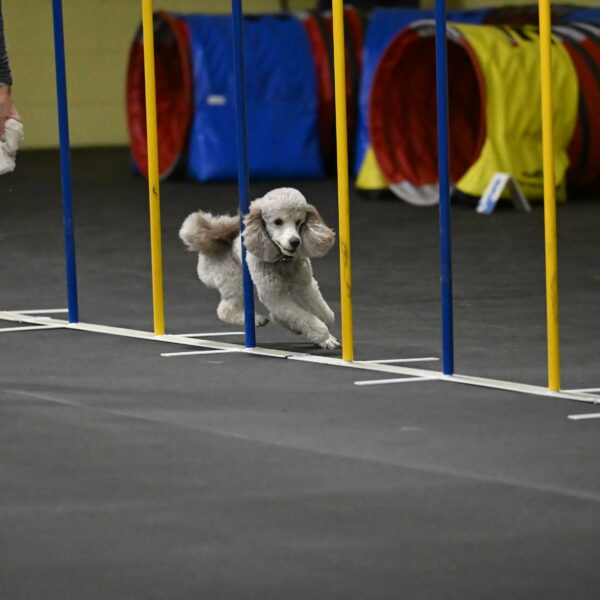 Papango-Bieber-12112