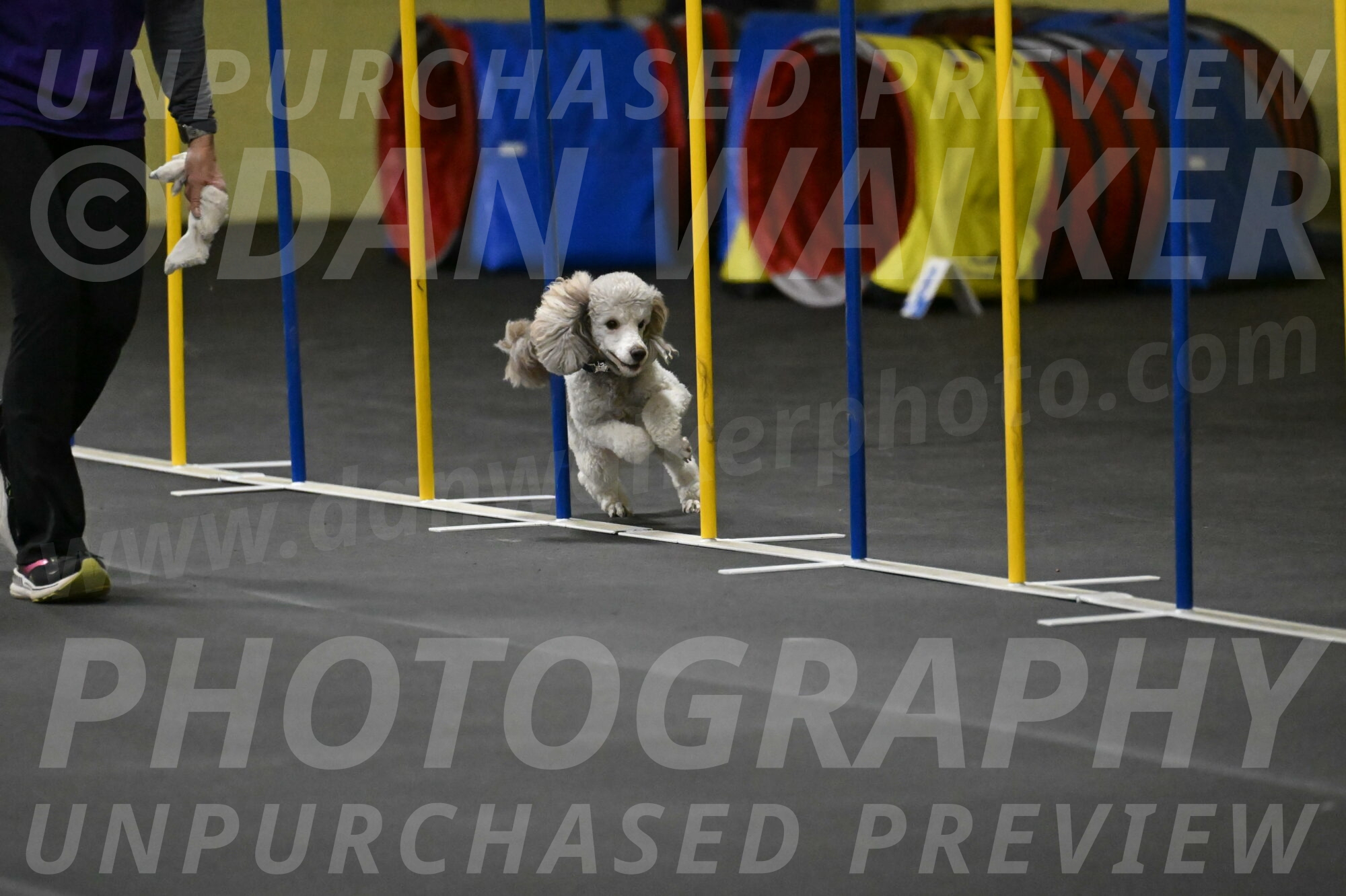 Papango-Bieber-12113