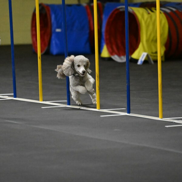 Papango-Bieber-12113