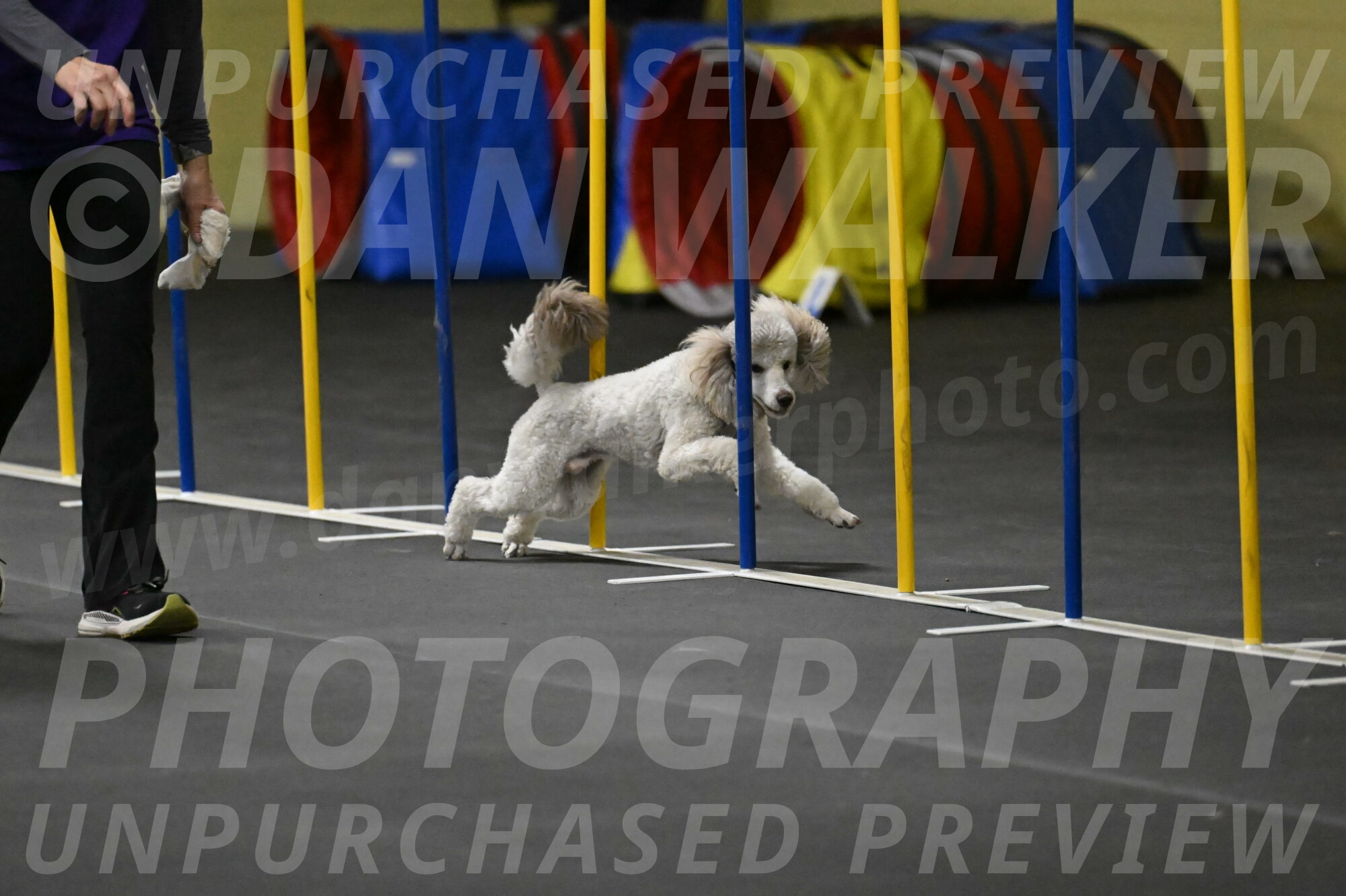 Papango-Bieber-12116