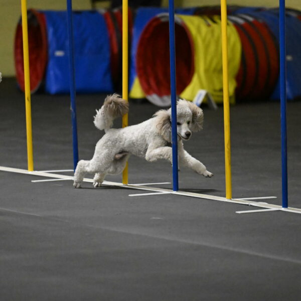 Papango-Bieber-12116