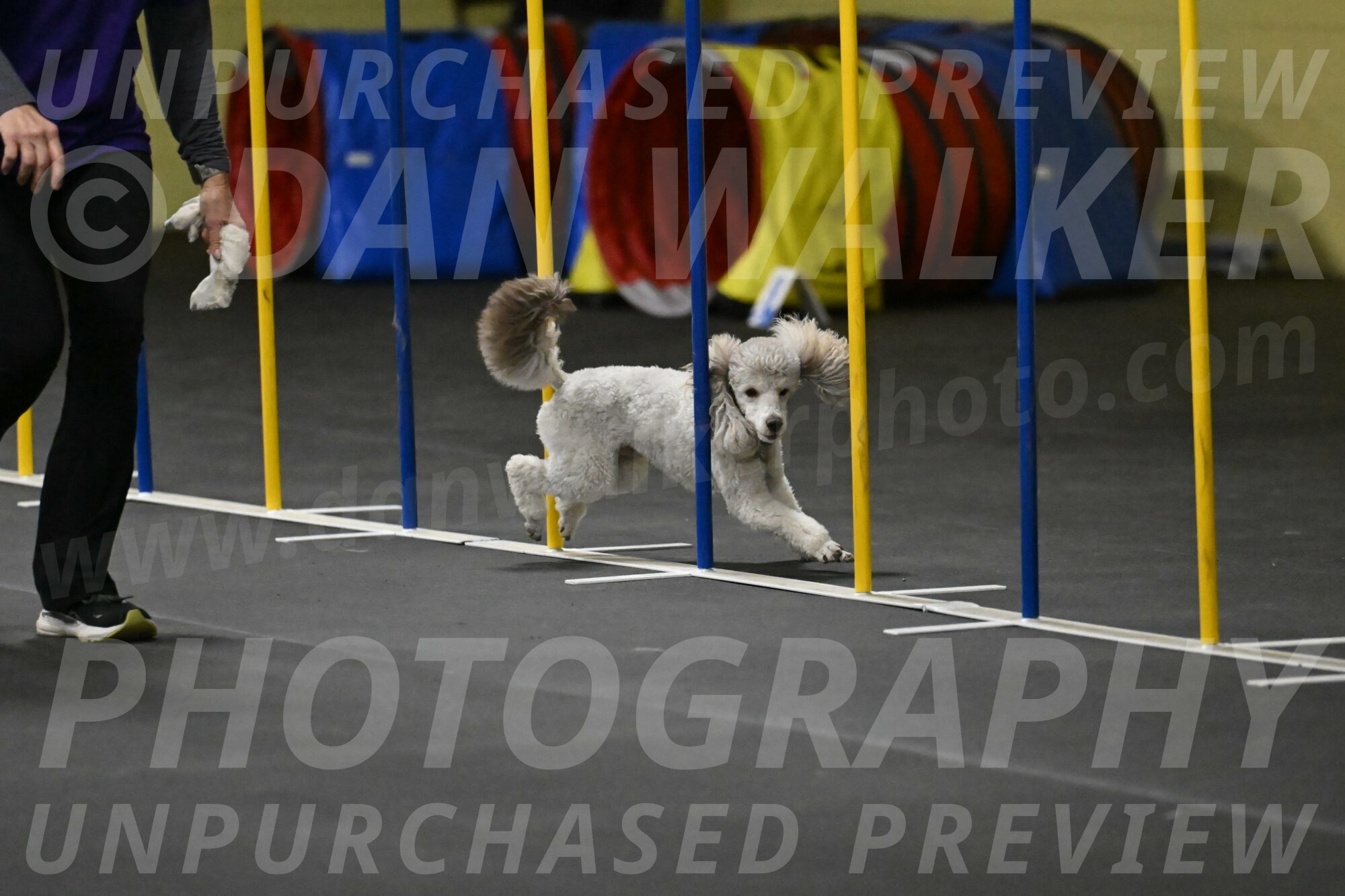 Papango-Bieber-12117