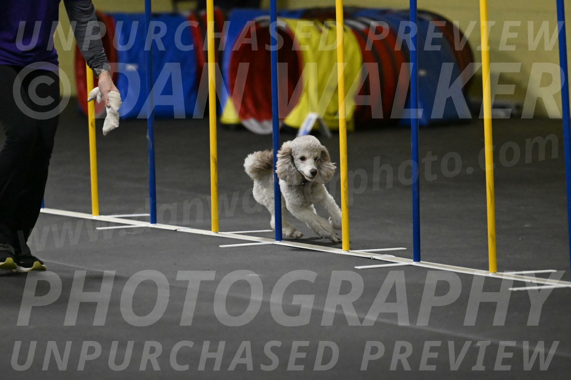 Papango-Bieber-12118