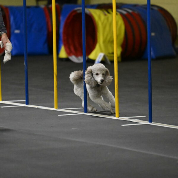 Papango-Bieber-12118