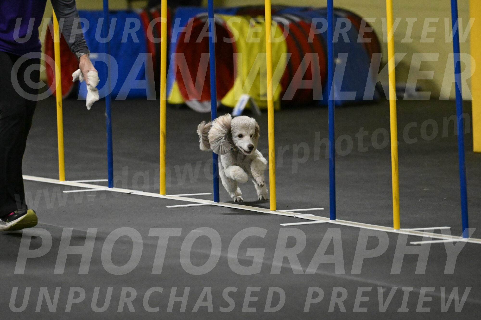 Papango-Bieber-12119