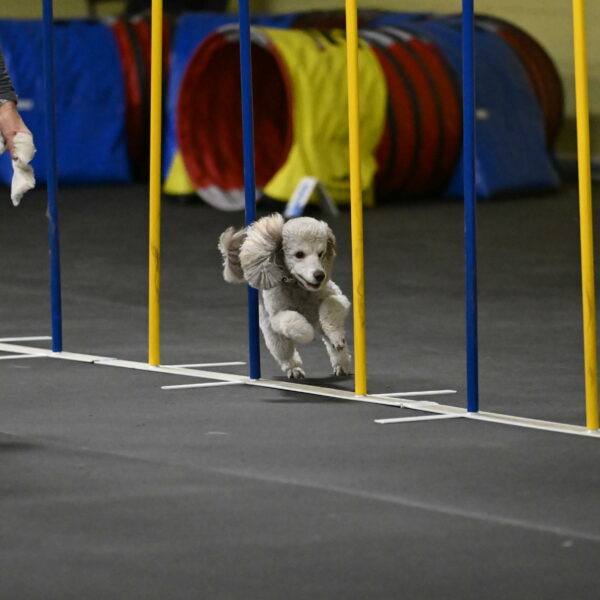 Papango-Bieber-12119