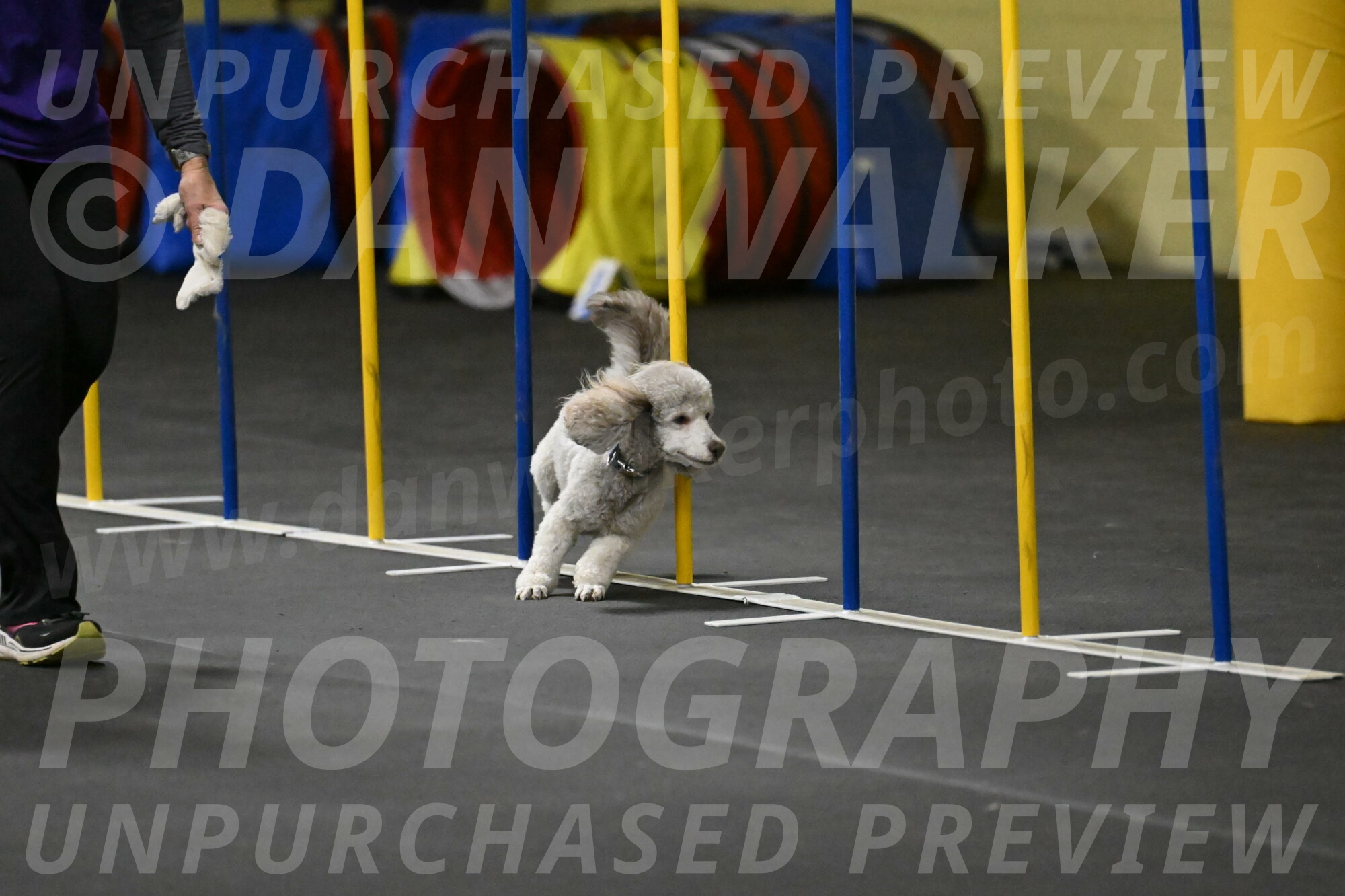 Papango-Bieber-12120