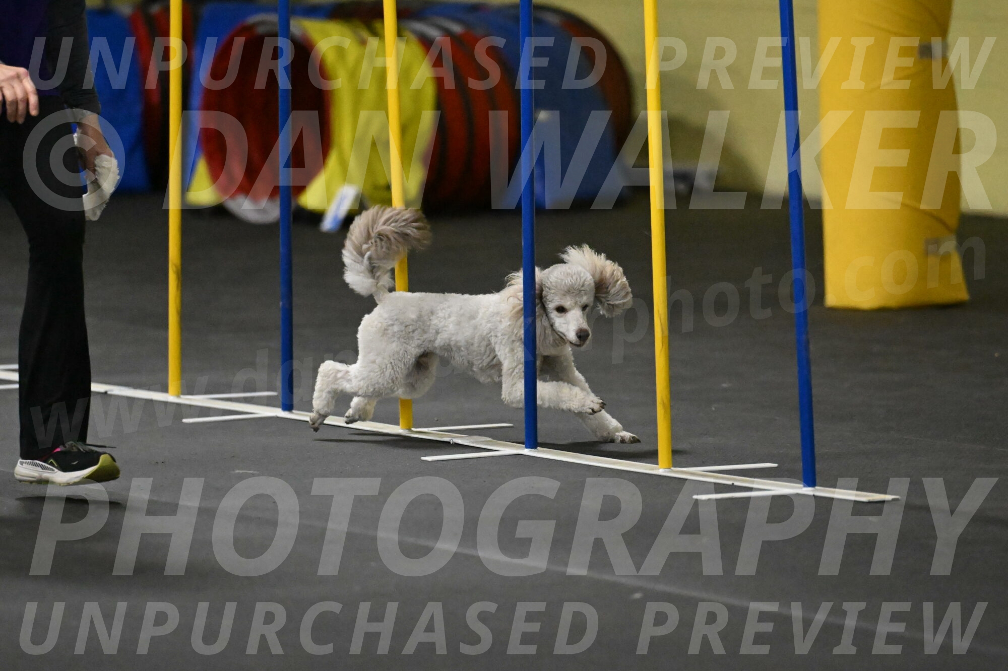 Papango-Bieber-12122-1