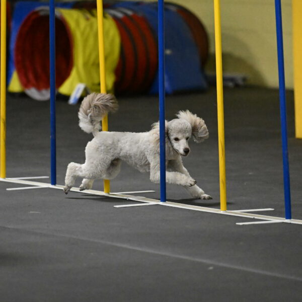 Papango-Bieber-12122-1