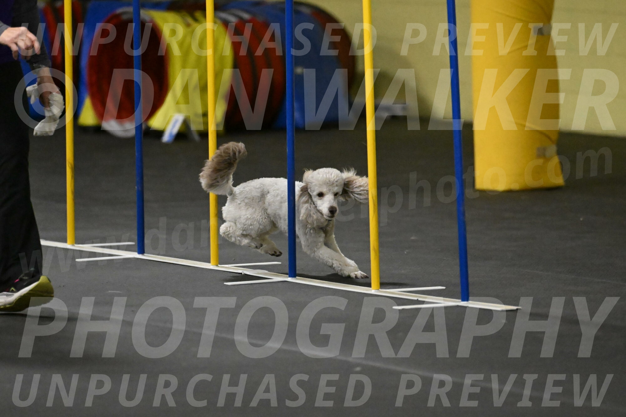 Papango-Bieber-12123