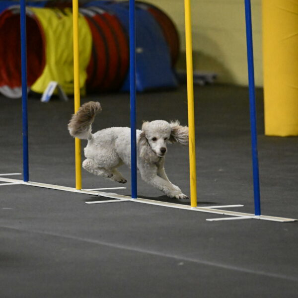 Papango-Bieber-12123