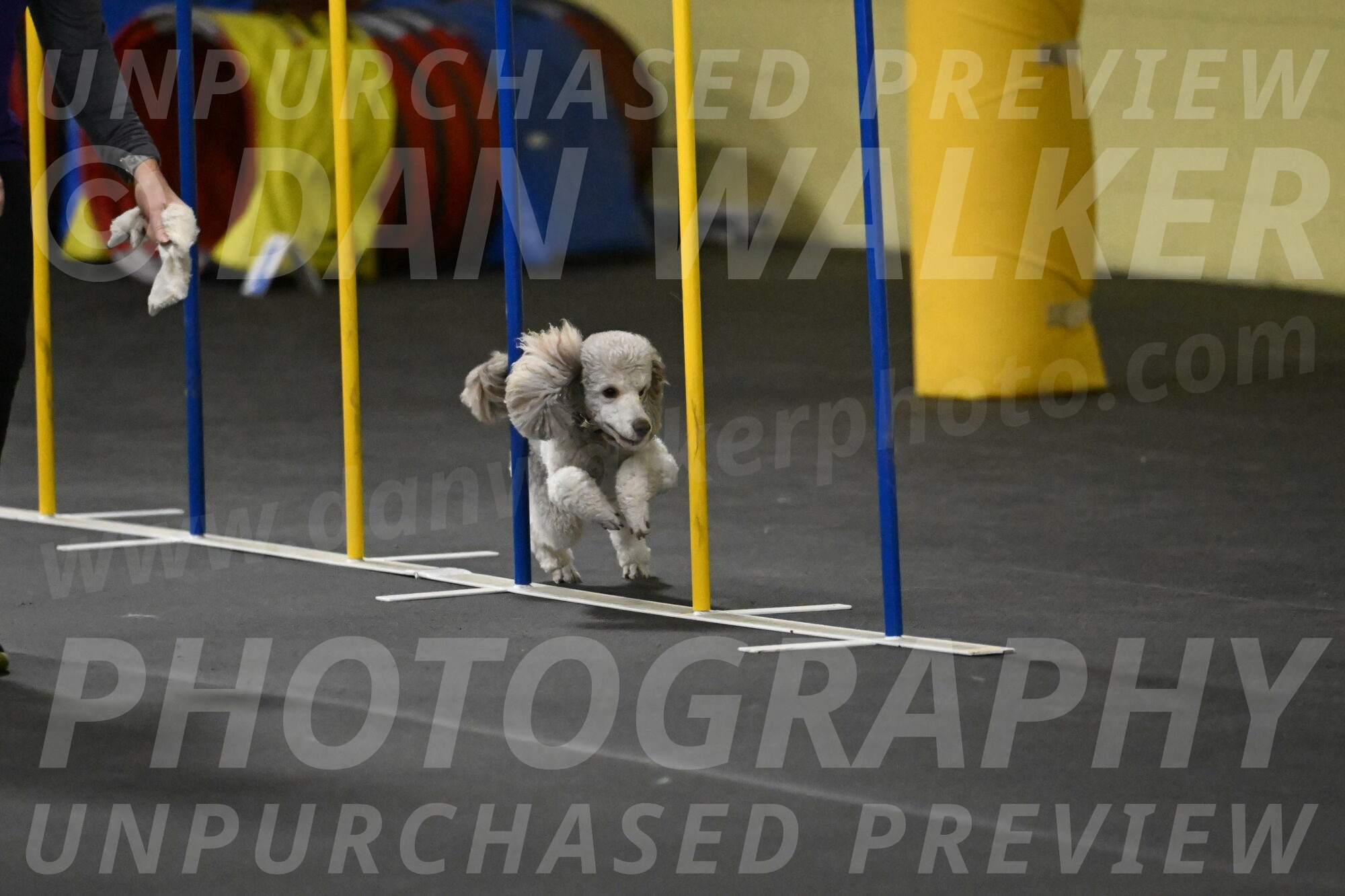 Papango-Bieber-12124