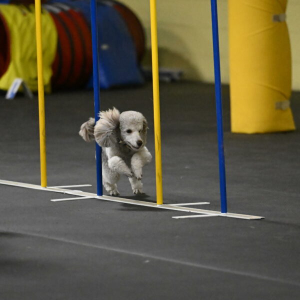 Papango-Bieber-12124