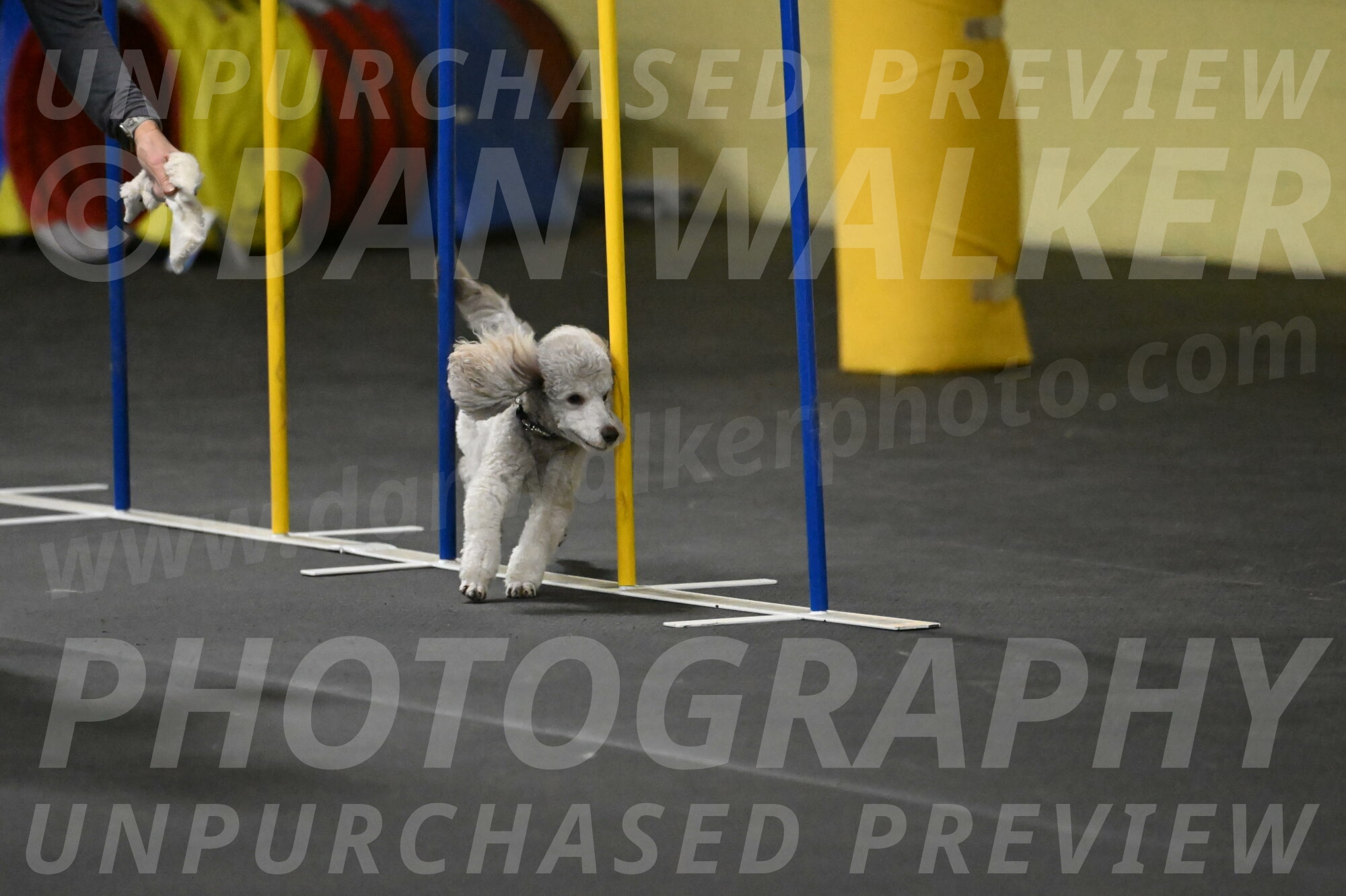 Papango-Bieber-12125