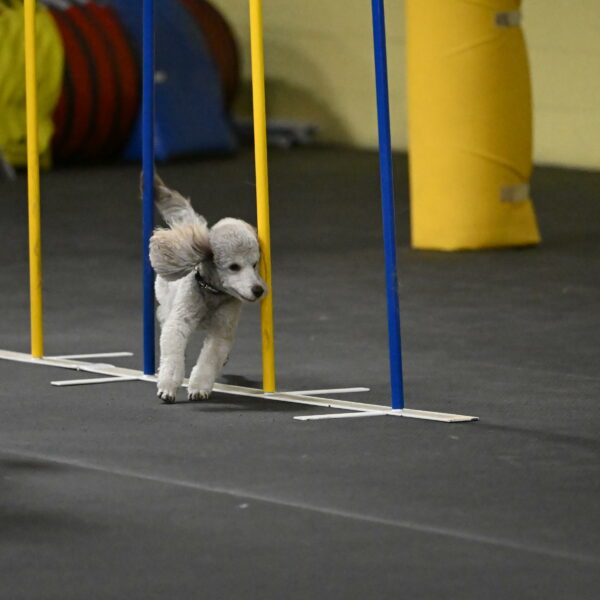 Papango-Bieber-12125