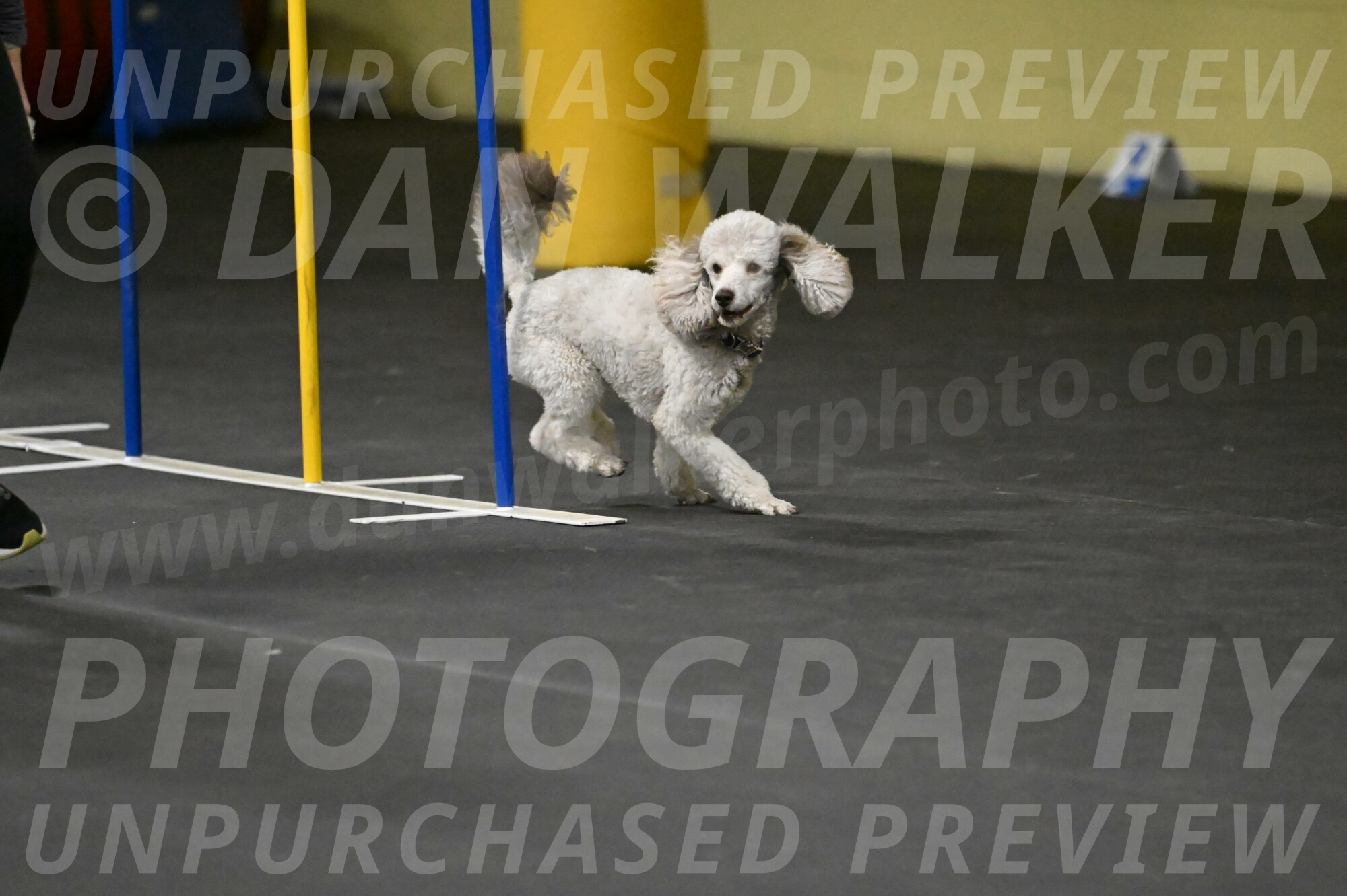 Papango-Bieber-12129