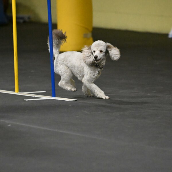 Papango-Bieber-12129