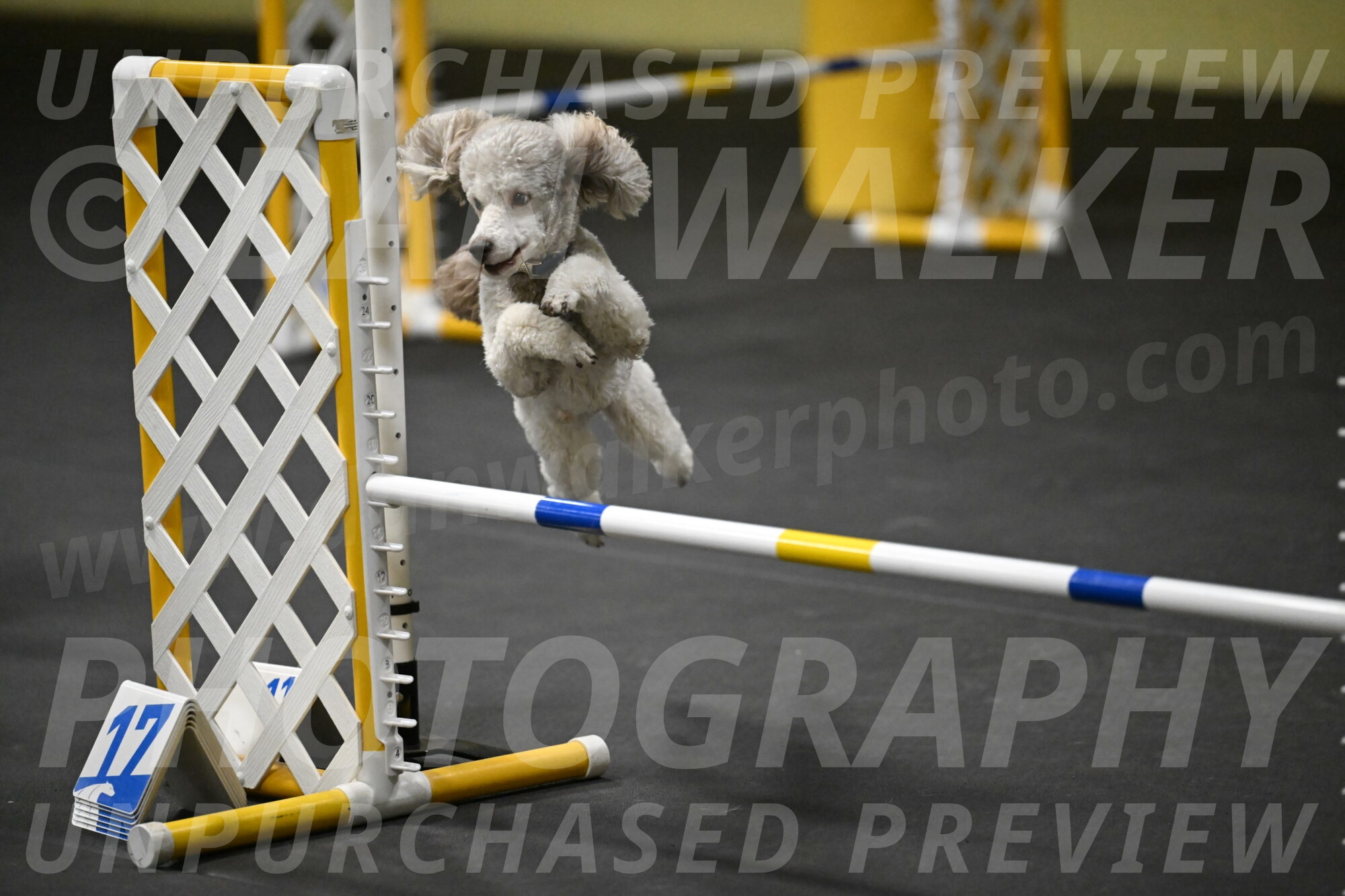 Papango-Bieber-12134