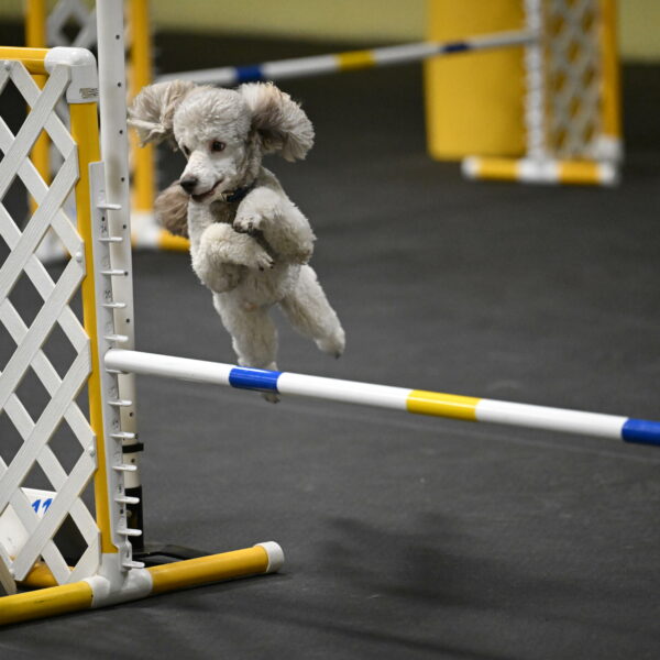 Papango-Bieber-12134