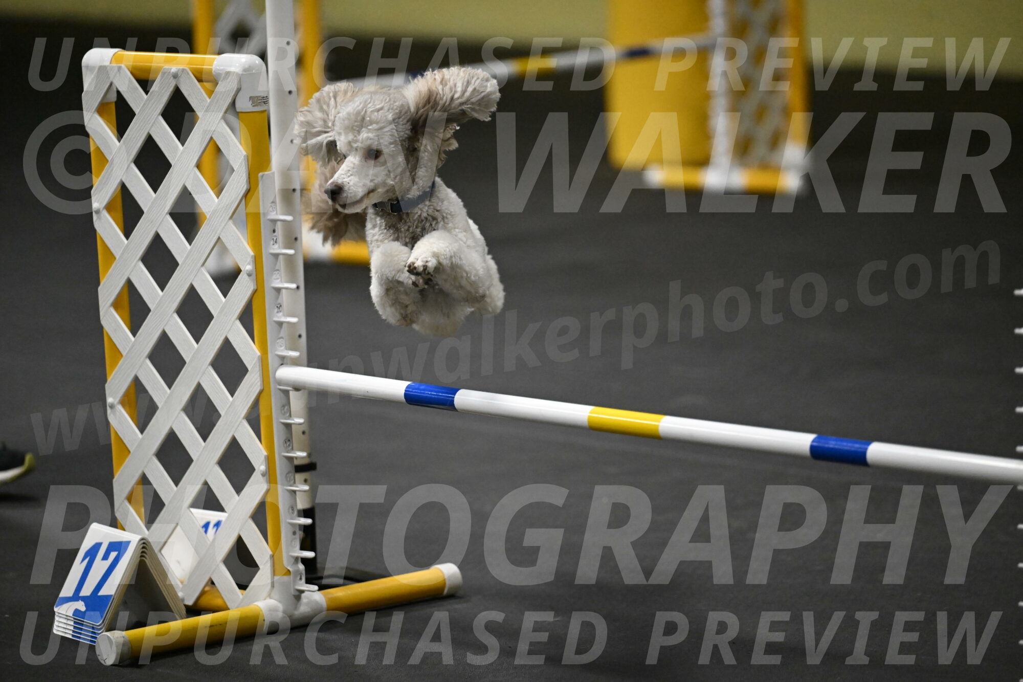 Papango-Bieber-12135