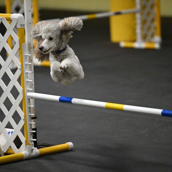 Papango-Bieber-12135