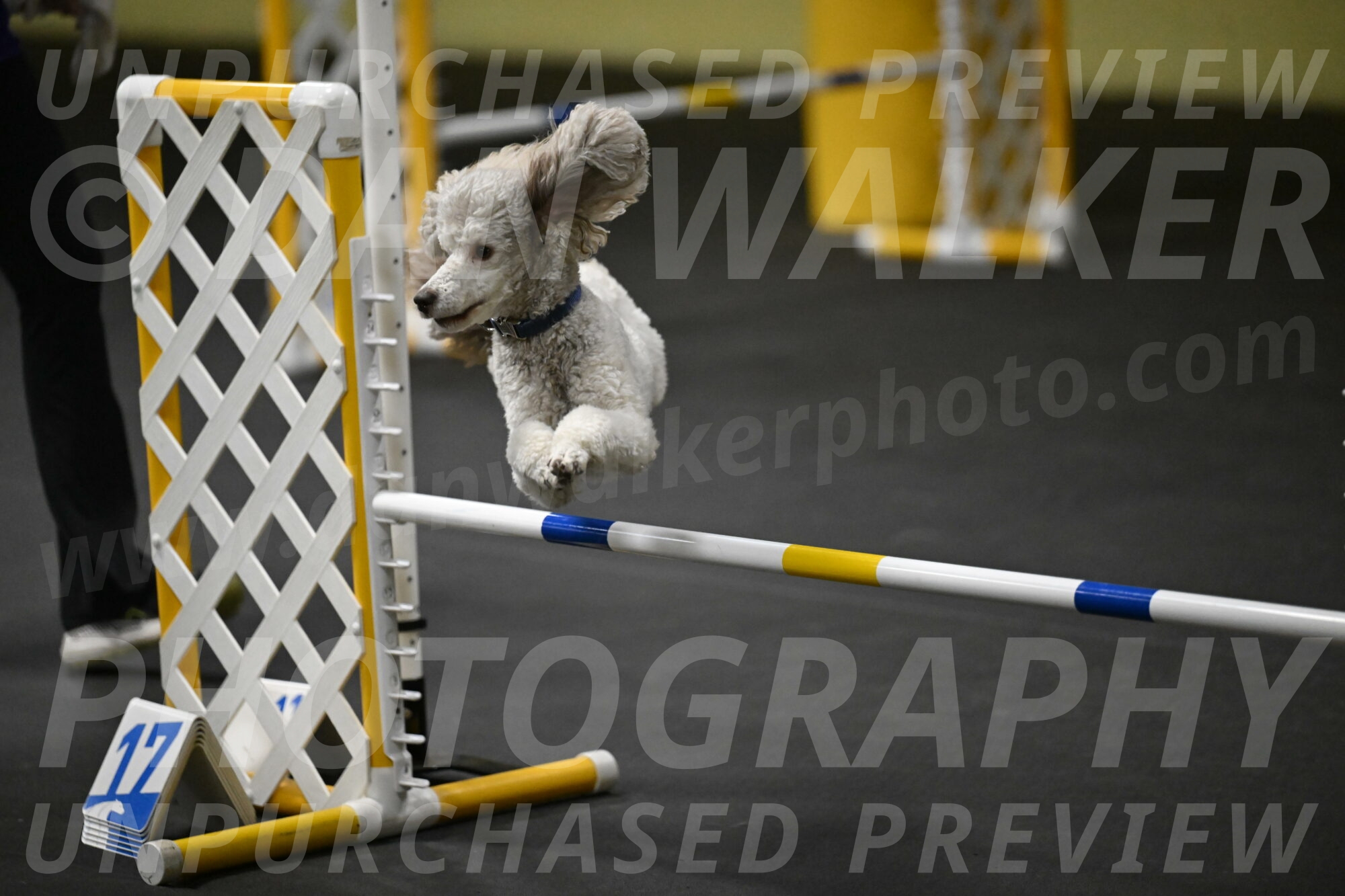 Papango-Bieber-12136