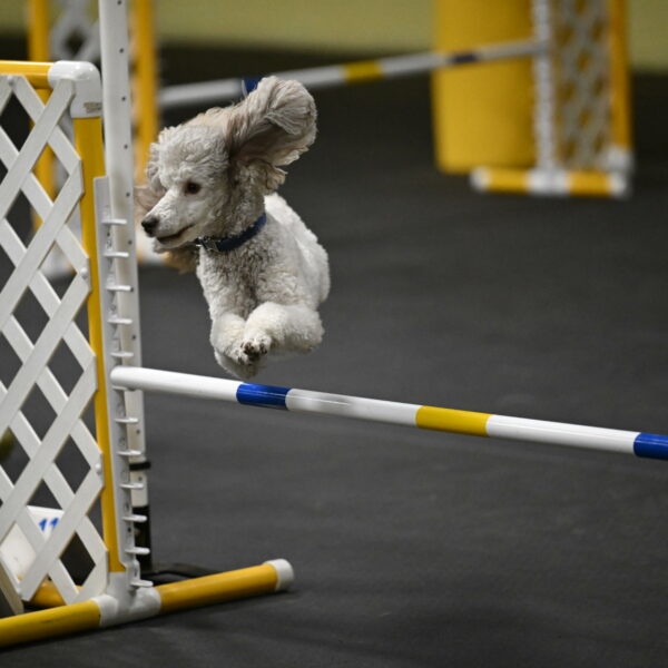 Papango-Bieber-12136