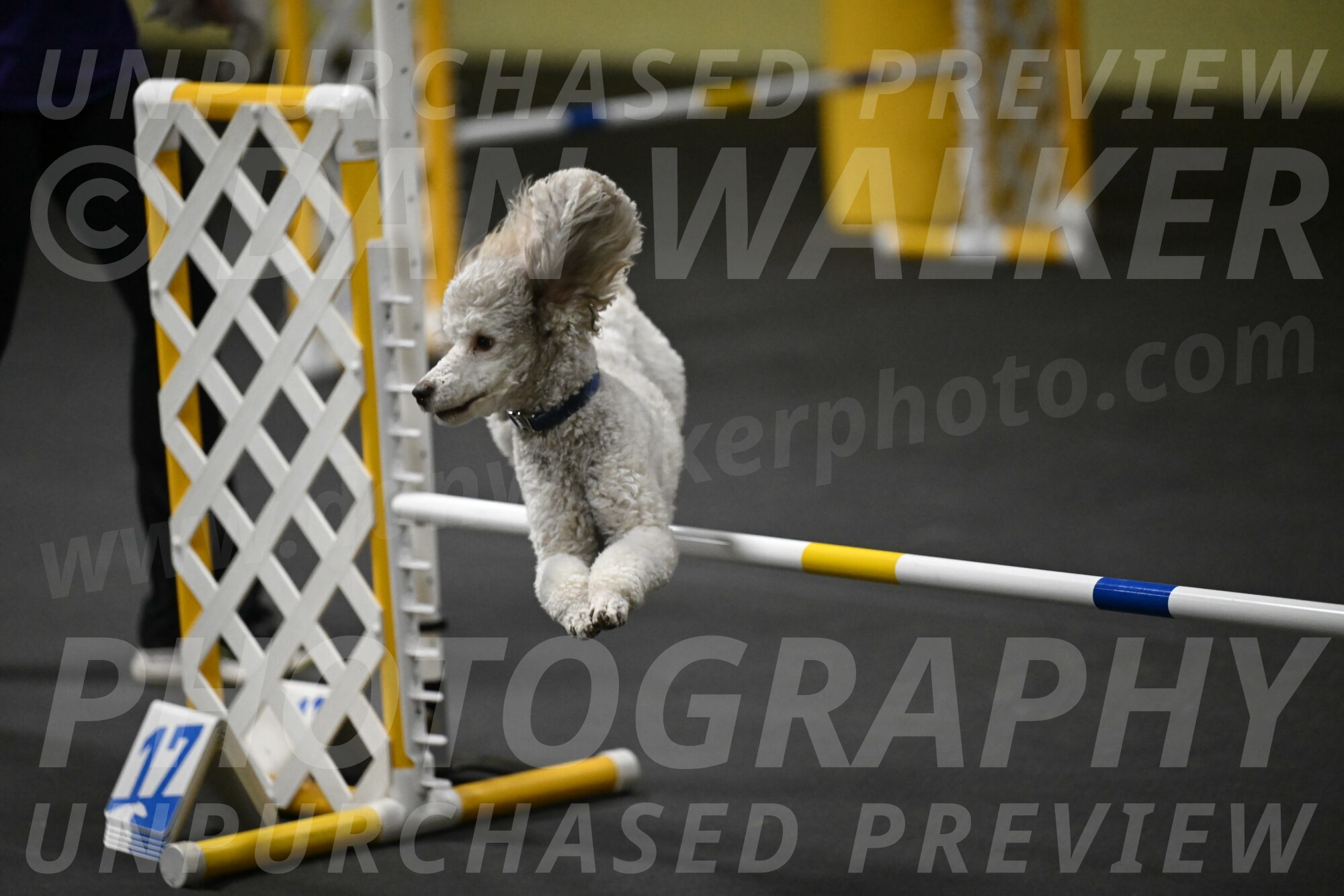 Papango-Bieber-12137