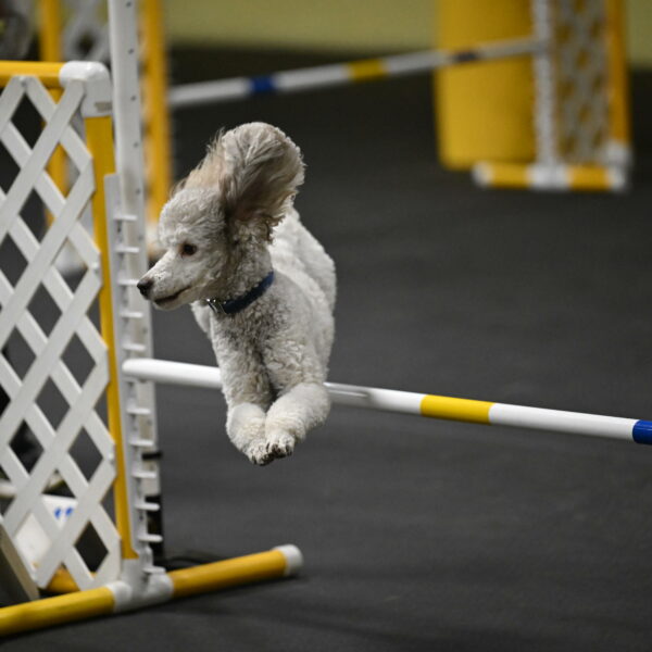 Papango-Bieber-12137