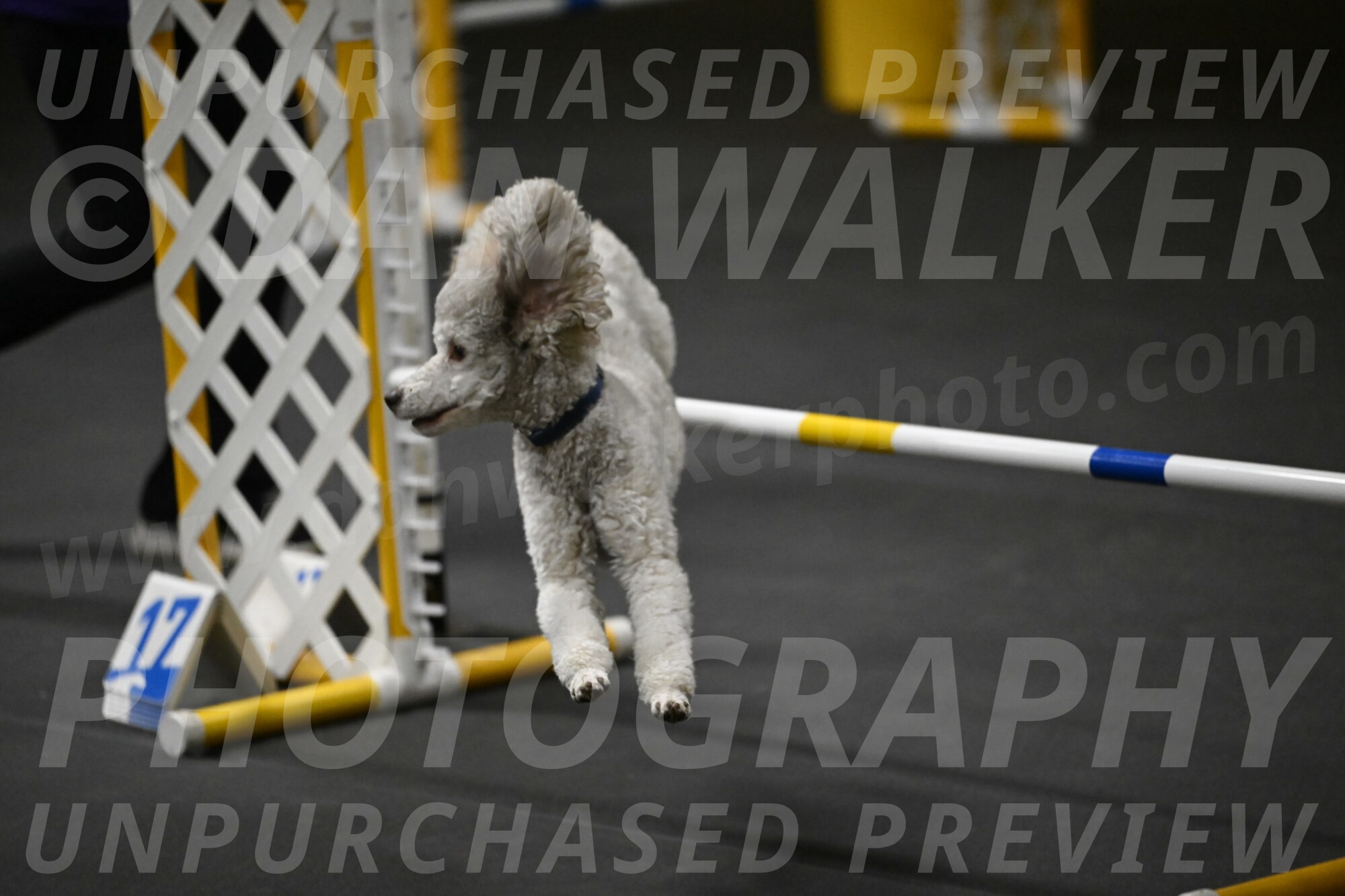 Papango-Bieber-12138