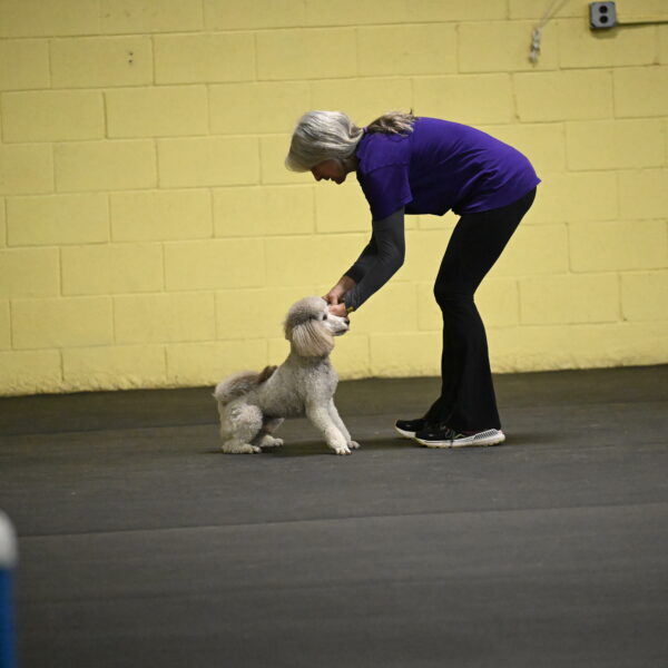 Papango-Bieber-12139