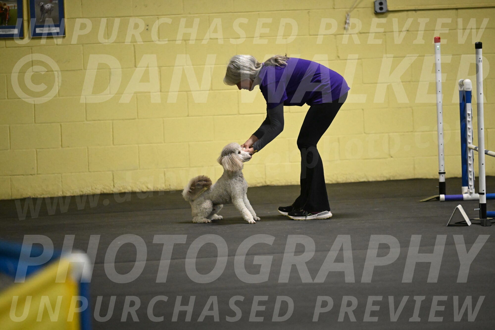 Papango-Bieber-12140