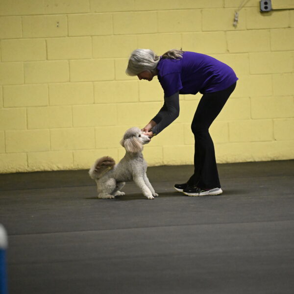 Papango-Bieber-12140