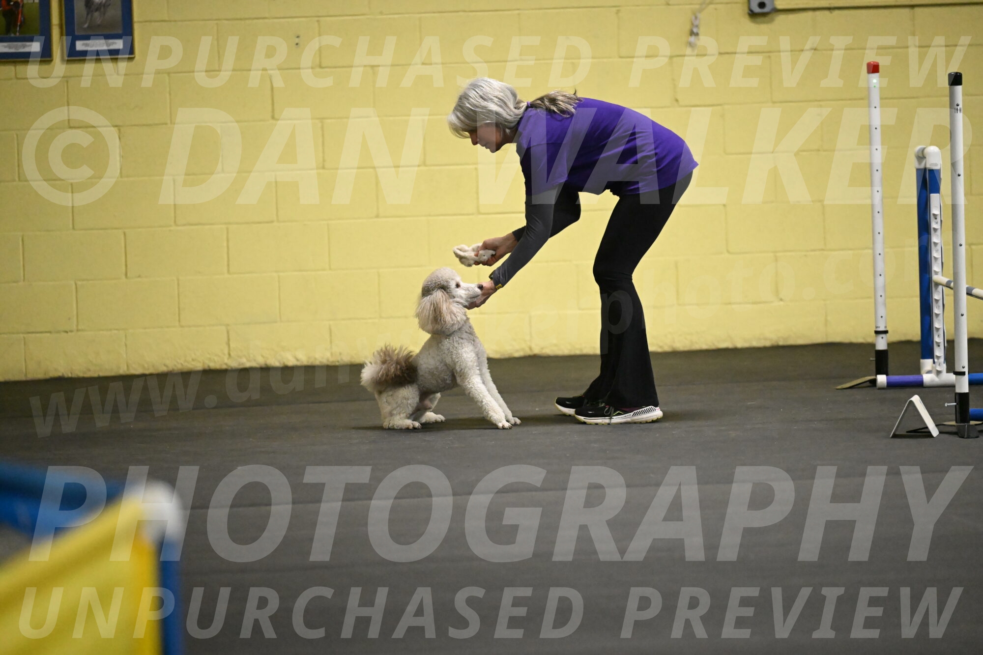 Papango-Bieber-12141