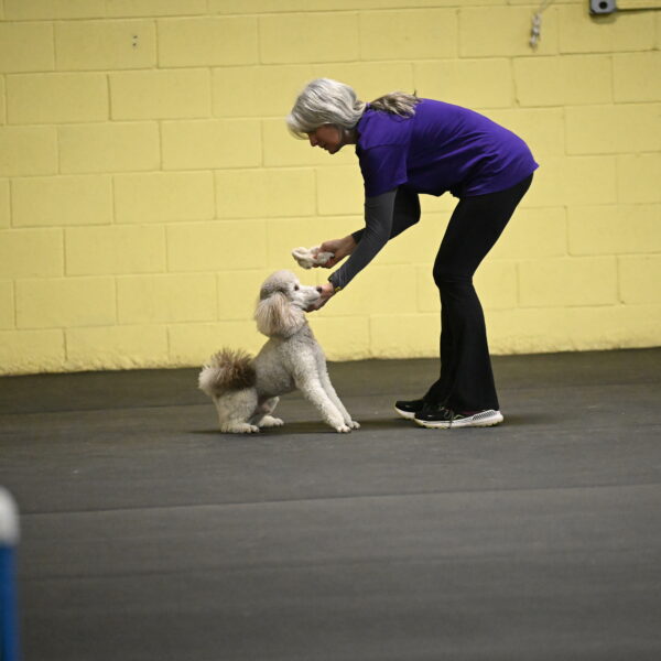 Papango-Bieber-12141