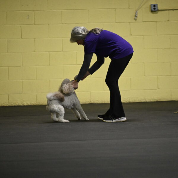 Papango-Bieber-12157